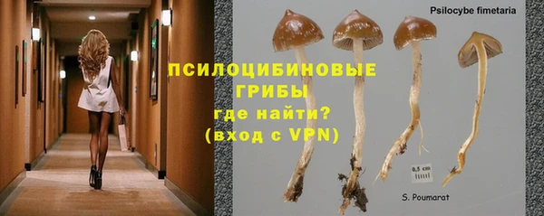 сатива Гусь-Хрустальный